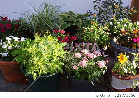 玄関前の夏の花寄せ植え＆寄せ鉢 128773350
