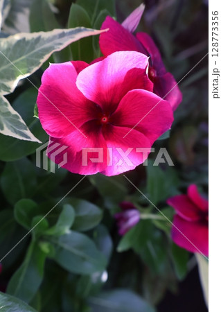 シックな赤色の花ニチニチソウ 128773356