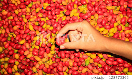 A young farmer hand holds a melinjo in a pile of melinjo. Traditional southeast Asian culinary. A young farmer hand holds a melinjo in a pile of melinjo. Traditional southeast Asian culinary. 128773363