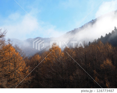 晩秋の早朝、朝霧が立ち込める紅葉したカラ松林が朝日が当たり、黄色く輝き印象的で綺麗だ。 128773487