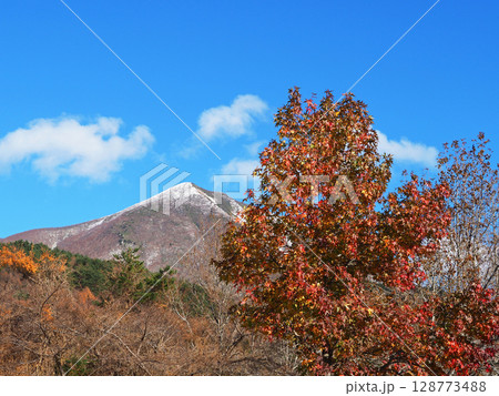 初冬、まだ紅葉の残るカエデと僅かに冠雪した磐梯山とのコラボレーションが印象的で綺麗だ。 128773488