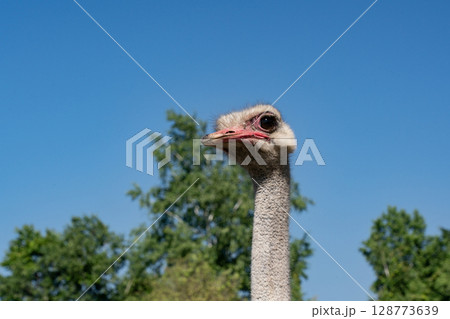 ダチョウ牧場 128773639