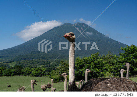 ダチョウ牧場 ダチョウ牧場 128773642