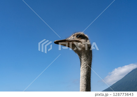 ダチョウ牧場 ダチョウ牧場 128773643