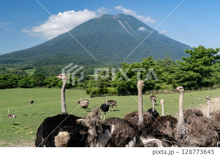 ダチョウ牧場 ダチョウ牧場 128773645