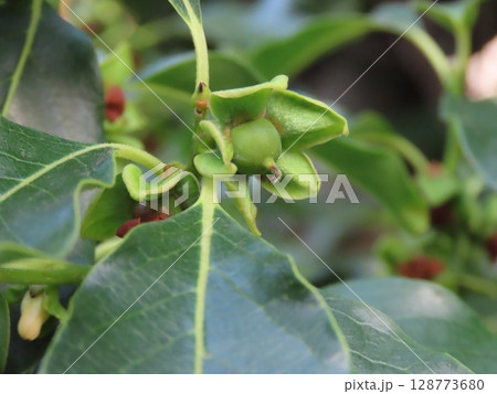 未熟な豆柿の実のクローズアップ・Close-up of immature green Japanes 未熟な豆柿の実のクローズアップ・Close-up of immature green Japanes 128773680