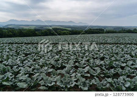 ブロッコリー畑の大地 128773900