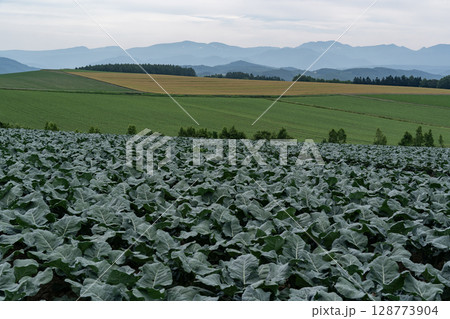 ブロッコリー畑の大地 128773904