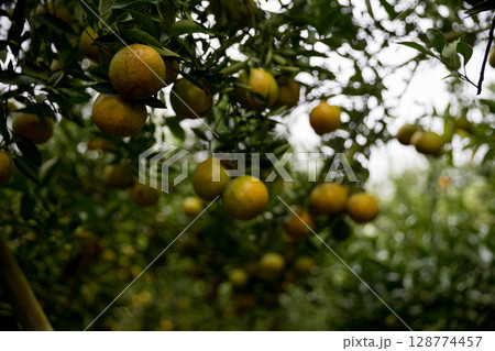 Business farm orange concept nature fruit citrus orchard mandarin tree growing, vibrant organic lush leaves background farmer green garden crop leaf ripe laden branches plant close up farming growth. Business farm orange concept nature fruit citrus orchard mandarin tree growing, vibrant organic lush leaves background farmer green garden crop leaf ripe laden branches plant close up farming growth. 128774457