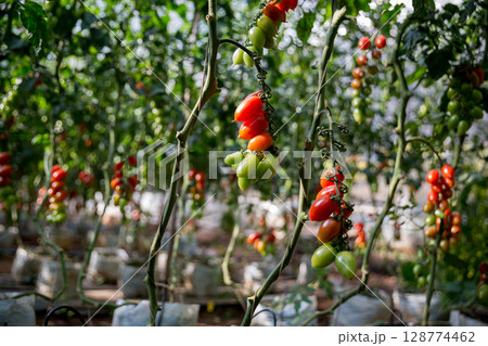 Smart farming techniques hydroponic salad vegetables technology tomato red green ensuring fresh sustainable produce agriculture promotes healthy eating support farmer living local community non gmo 128774462