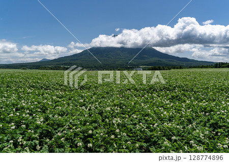 ジャガイモ畑の大地 ジャガイモ畑の大地 128774896