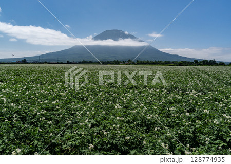 ジャガイモ畑の大地 ジャガイモ畑の大地 128774935