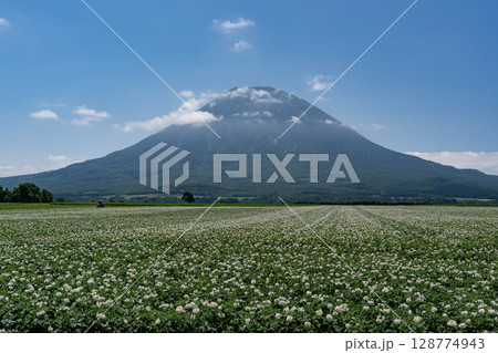 ジャガイモ畑の大地 128774943