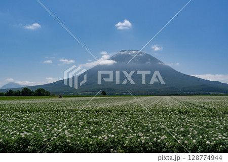 ジャガイモ畑の大地 ジャガイモ畑の大地 128774944