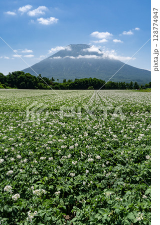 ジャガイモ畑の大地 128774947