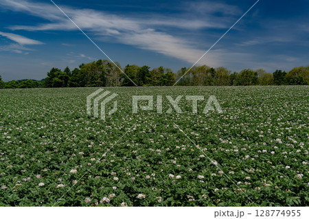 ジャガイモ畑の大地 128774955