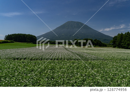 ジャガイモ畑の大地 128774956