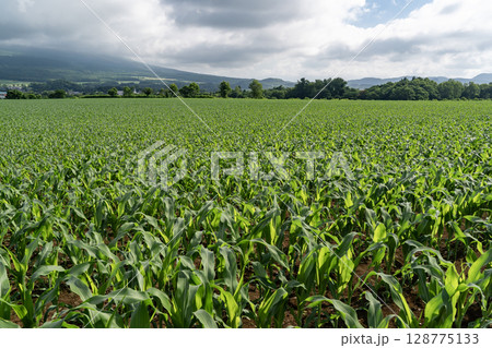 トウモロコシ畑の大地 128775133