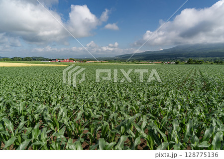トウモロコシ畑の大地 128775136
