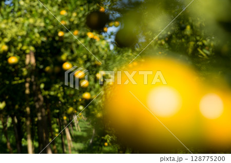 Business concept nature revolves around citrus orchard orange tree are growing, vibrant fruit organic lush leaves creating stunning background, green blur garden of thriving crop ripe laden branches 128775200