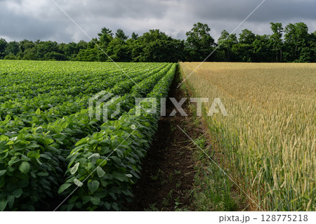 大豆畑の大地 128775218