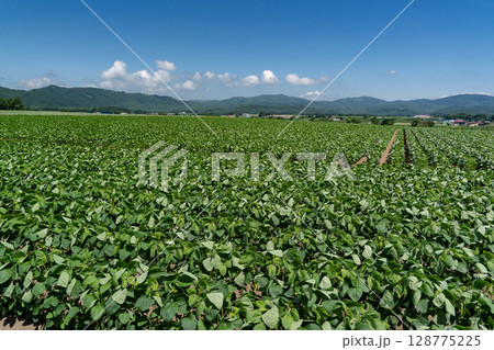 大豆畑の大地 128775225