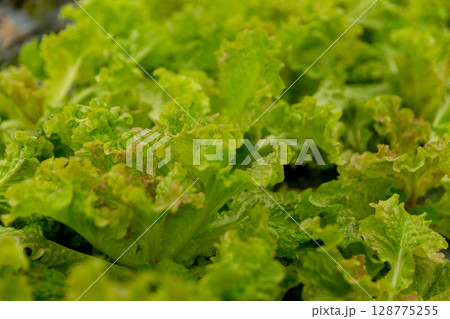 Smart farming techniques hydroponic salad vegetables red oak green lettuce ensuring fresh sustainable produce fresh produce sustainable agriculture promotes healthy eating support local community. 128775255