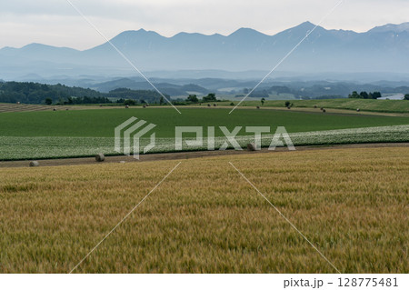 麦畑の大地と丘 麦畑の大地と丘 128775481