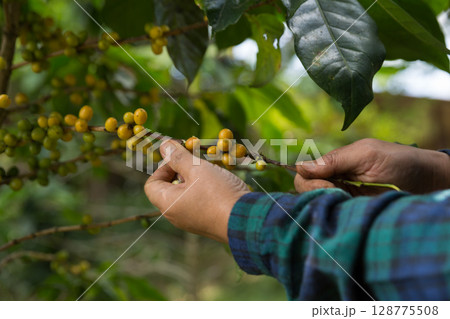 Farmer concept harvest hand ripe coffee seed robusta arabica berry close up fresh green leaf bean picking orange crop red yellow berries raw plant tree farm growth blur background eco organic garden 128775508
