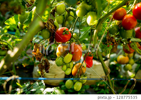 Smart farming techniques hydroponic salad vegetables technology tomato red green ensuring fresh sustainable produce agriculture promotes healthy eating support farmer living local community non gmo Smart farming techniques hydroponic salad vegetables technology tomato red green ensuring fresh sustainable produce agriculture promotes healthy eating support farmer living local community non gmo 128775535