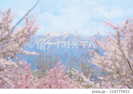 Sakura Cherry Blossom with snow mountain in Spring season, Tendo Park or Maizuru Park, landmark popular for tourist attractions in Yamagata prefecture, Tohoku, Japan 128775652