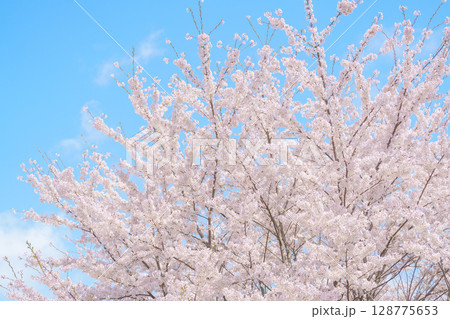 beautiful Spring day, Cherry blossom against blue sky in park, Somei Yoshino Sakura blooming in sunshine day. Japan Travel background, template and wallpaper for spring season and Hanami picnic 128775653
