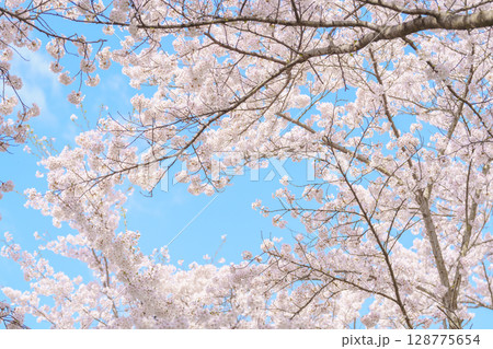 beautiful Spring day, Cherry blossom against blue sky in park, Somei Yoshino Sakura blooming in sunshine day. Japan Travel background, template and wallpaper for spring season and Hanami picnic beautiful Spring day, Cherry blossom against blue sky in park, Somei Yoshino Sakura blooming in sunshine day. Japan Travel background, template and wallpaper for spring season and Hanami picnic 128775654