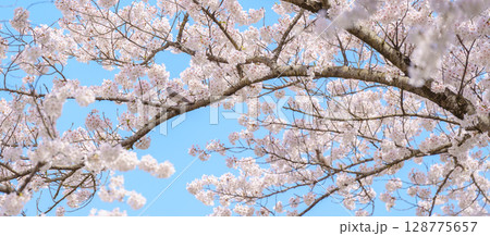 beautiful Spring day, Cherry blossom with bird against blue sky in park, Somei Yoshino Sakura blooming in sunshine day. Japan Travel background, template and wallpaper for spring season and Hanami 128775657