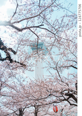 Beautiful Sakura Cherry Blossom in Spring season. Goryokaku Tower park in Hakodate city, Hokkaido prefecture, Japan. famous Landmark, Japan Travel and Vacation destination Beautiful Sakura Cherry Blossom in Spring season. Goryokaku Tower park in Hakodate city, Hokkaido prefecture, Japan. famous Landmark, Japan Travel and Vacation destination 128775706