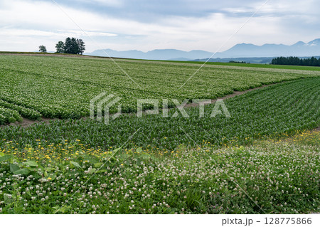 ジャガイモの花咲く丘 ジャガイモの花咲く丘 128775866