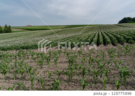 ジャガイモの花咲く丘 ジャガイモの花咲く丘 128775896