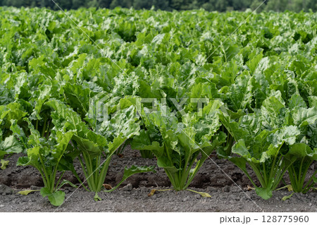 ビート畑の大地 128775960