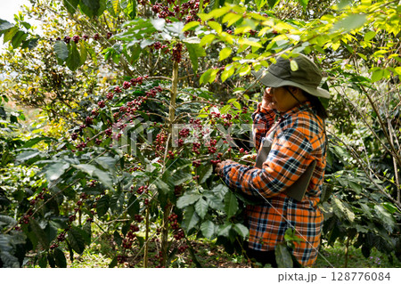 Farmer concept harvest hand ripe coffee seed robusta arabica berry close up fresh green leaf bean picking orange crop red yellow berries raw plant tree farm growth blur background eco organic garden 128776084