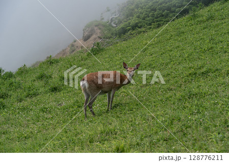愛冠岬の野生動物 128776211