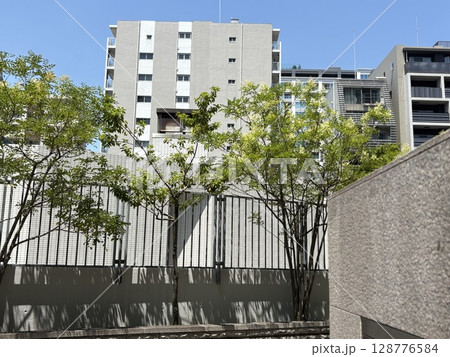 新緑が美しい東郷記念館 新緑が美しい東郷記念館 128776584