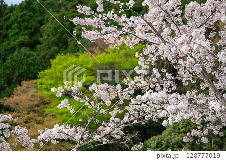 静岡県島田市・牛代の水目桜 128777019