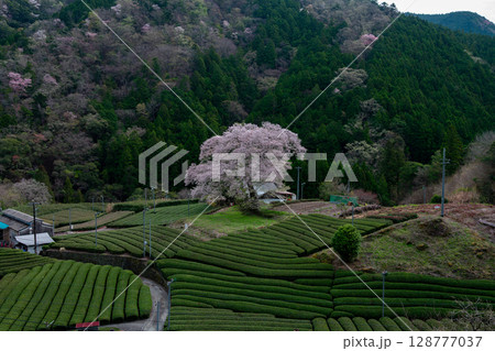 静岡県島田市・牛代の水目桜と茶畑が彩る春の里山風景 128777037