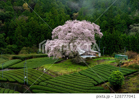 静岡県島田市・牛代の水目桜と茶畑が彩る春の里山風景 128777041