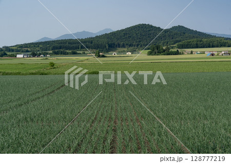 初夏の田園風景と大地 初夏の田園風景と大地 128777219