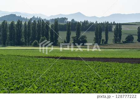 初夏の田園風景と大地 128777222