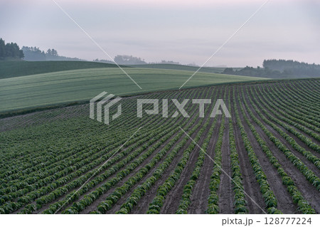 初夏の田園風景と大地 128777224