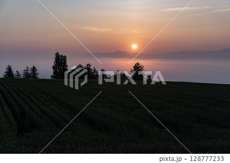 初夏の田園風景と大地 128777233
