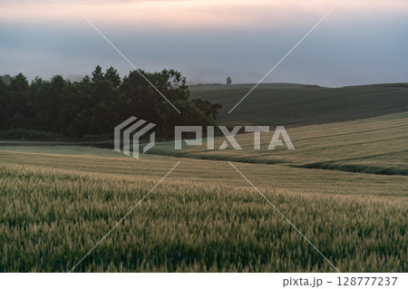 初夏の田園風景と大地 128777237