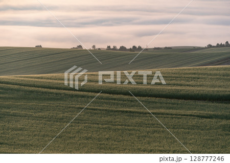 初夏の田園風景と大地 128777246